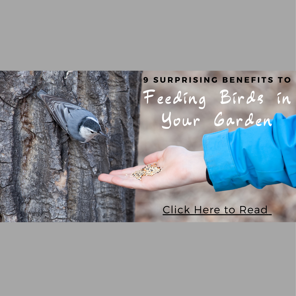 9-surprising-benefits-of-feeding-birds-in-your-garden-nature-anywhere