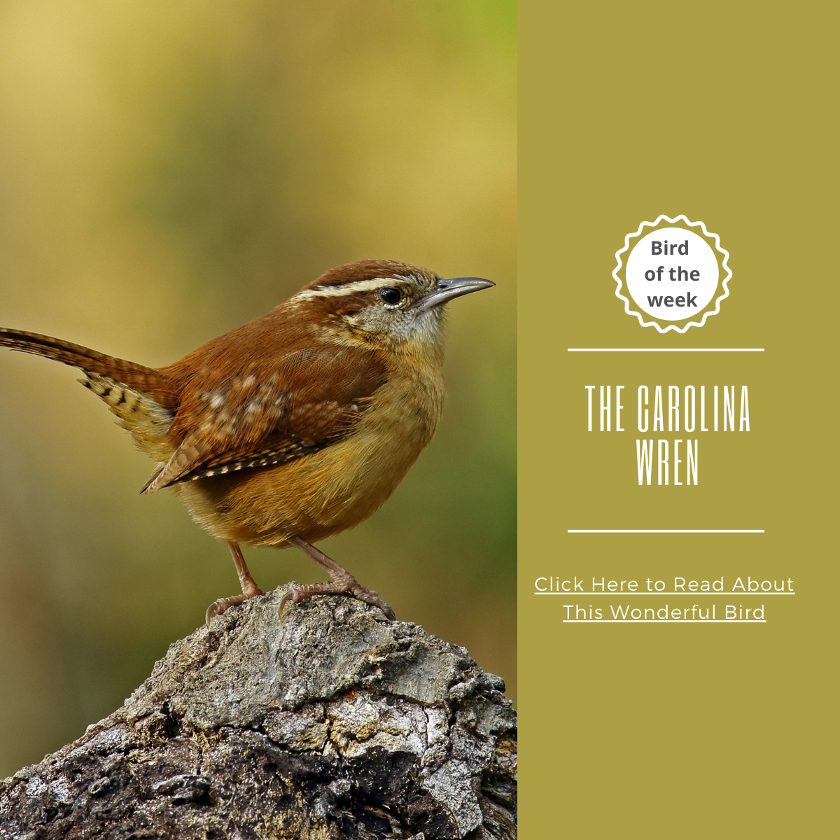 Carolina popular Wren (2 week turnaround)