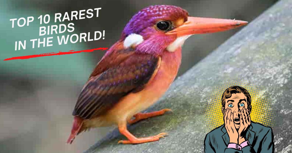 THE 10 RAREST BIRDS IN THE WORLD Nature Anywhere