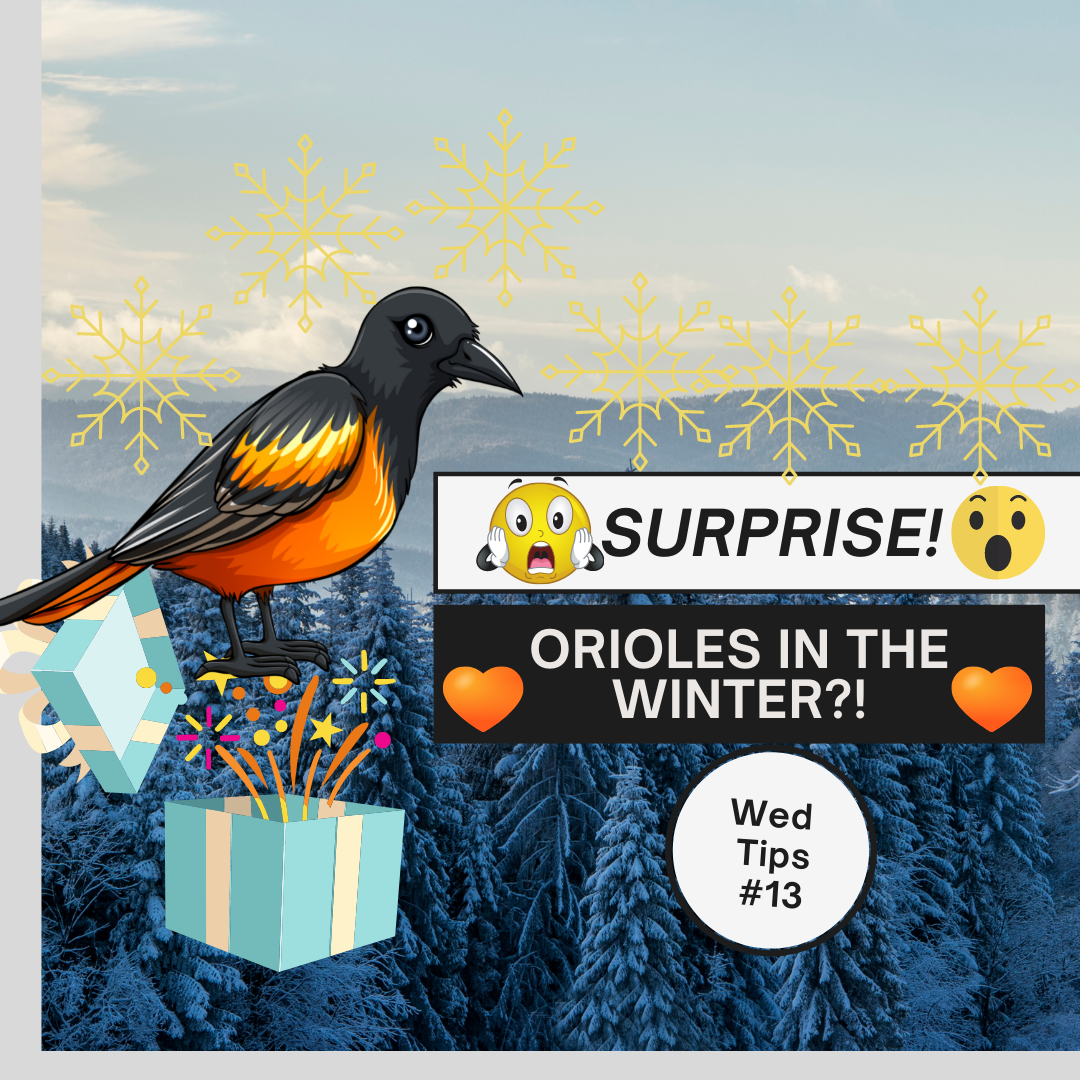 NEWS FOR ORIOLE LOVERS: This winter, you may see some orange at your bird-feeder!