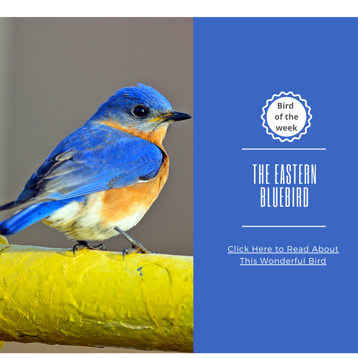 BIRD OF THE WEEK: THE EASTERN BLUEBIRD – Nature Anywhere