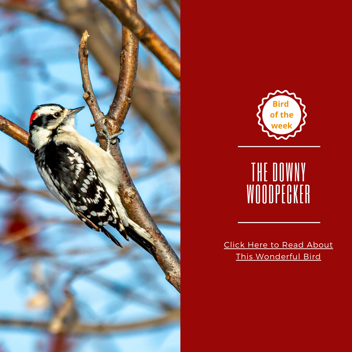 BIRD OF THE WEEK: THE DOWNY WOODPECKER