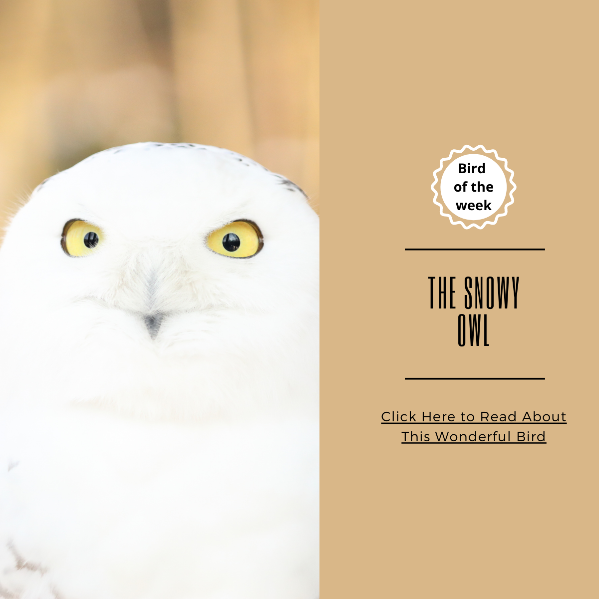 BIRD OF THE WEEK - THE SNOWY OWL