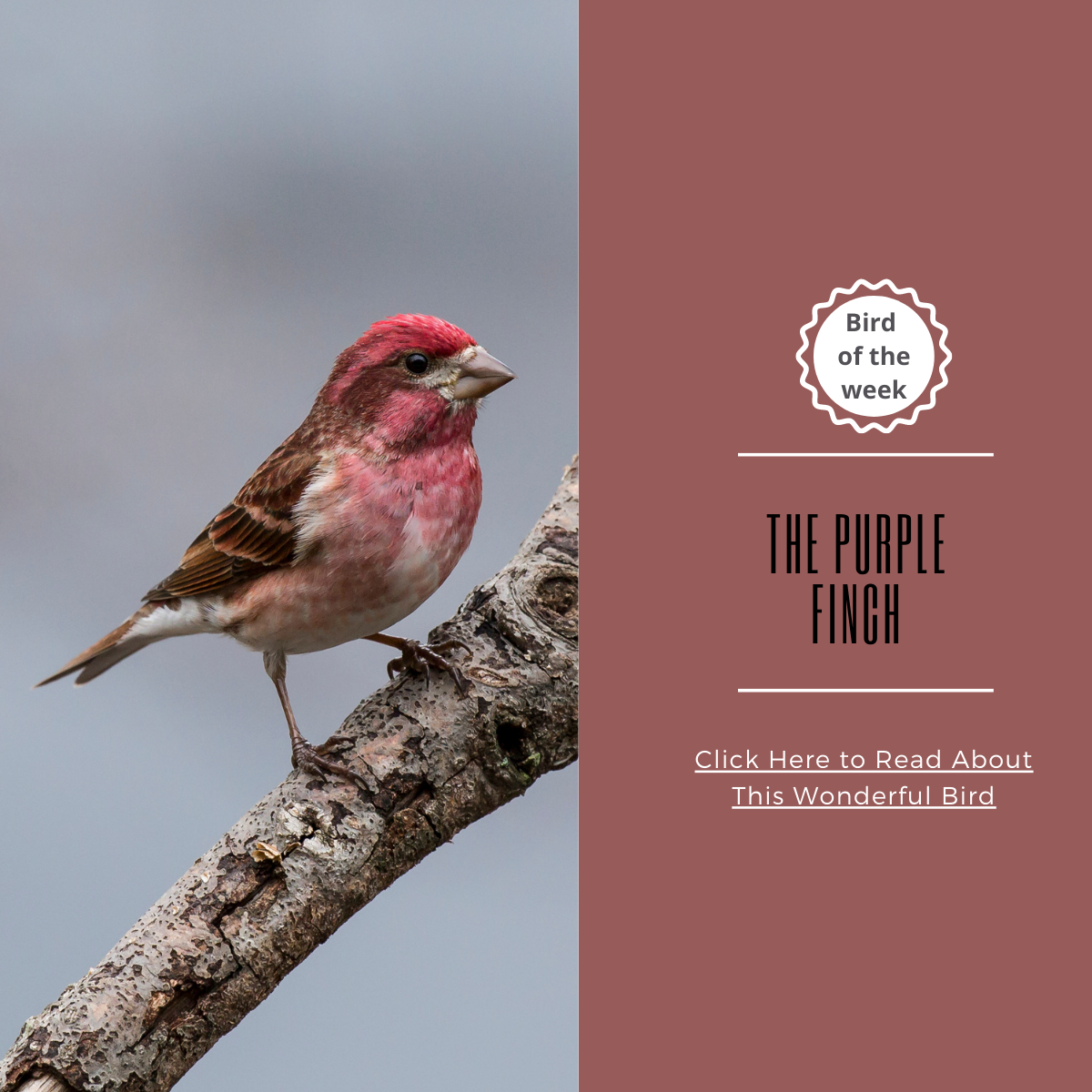 BIRD OF THE WEEK: THE PURPLE FINCH