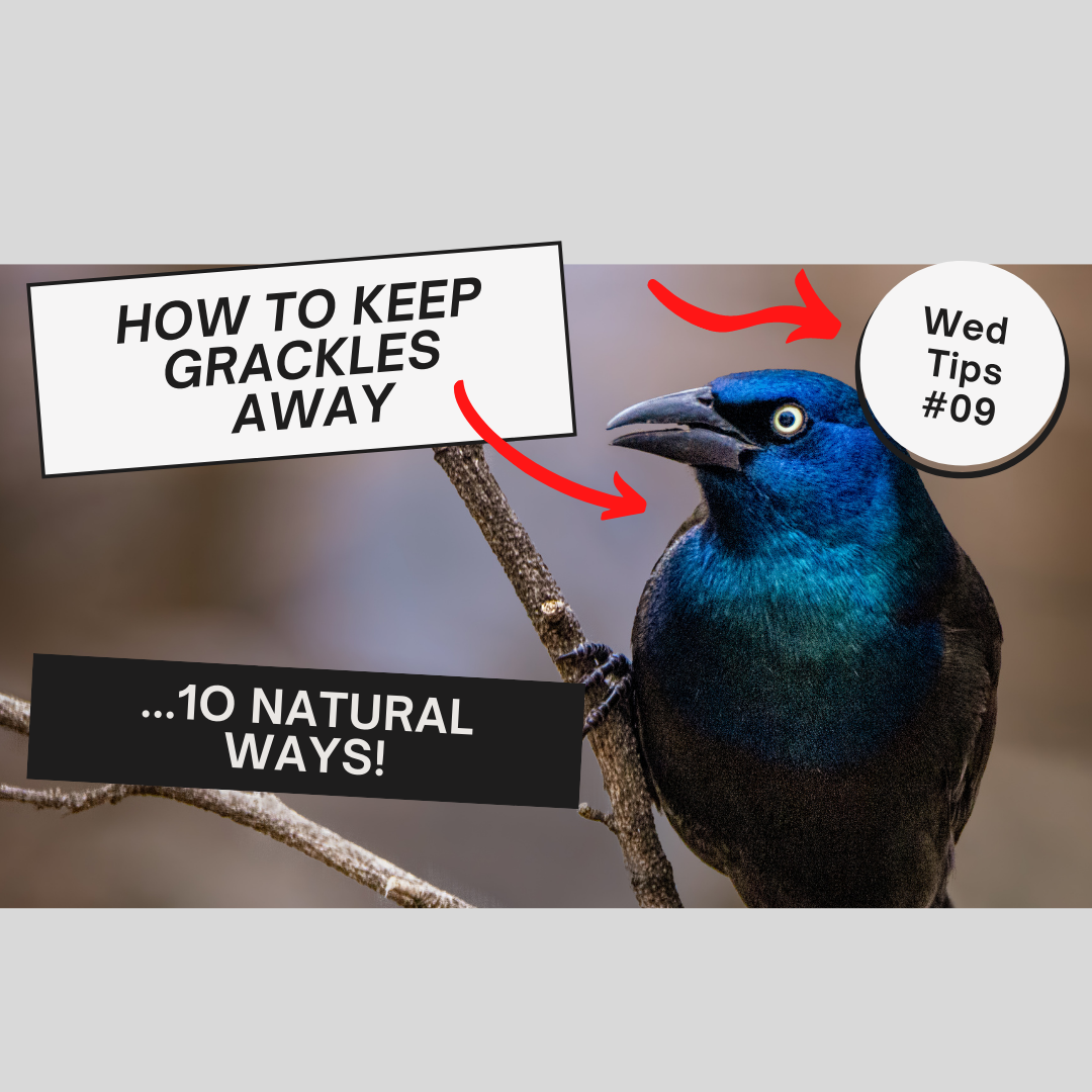 10 NATURAL WAYS TO KEEP GRACKLES AND OTHER BIRD-BULLIES AWAY FROM YOUR BIRD FEEDER