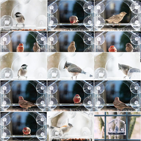 Nature Anywhere Everywhere Clear Transparent Bird Feeder - Bird Feeders.  #179
